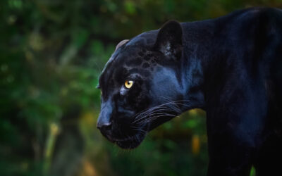 Why mass disapproval of Jaguar’s bold rebrand doesn’t matter