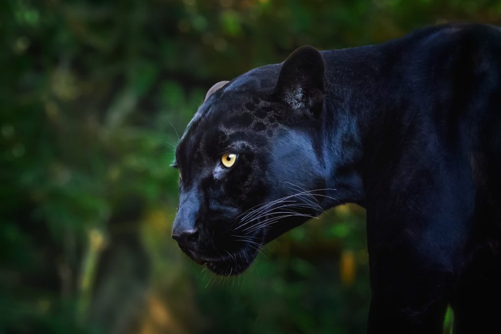 Why mass disapproval of Jaguar’s bold rebrand doesn’t matter